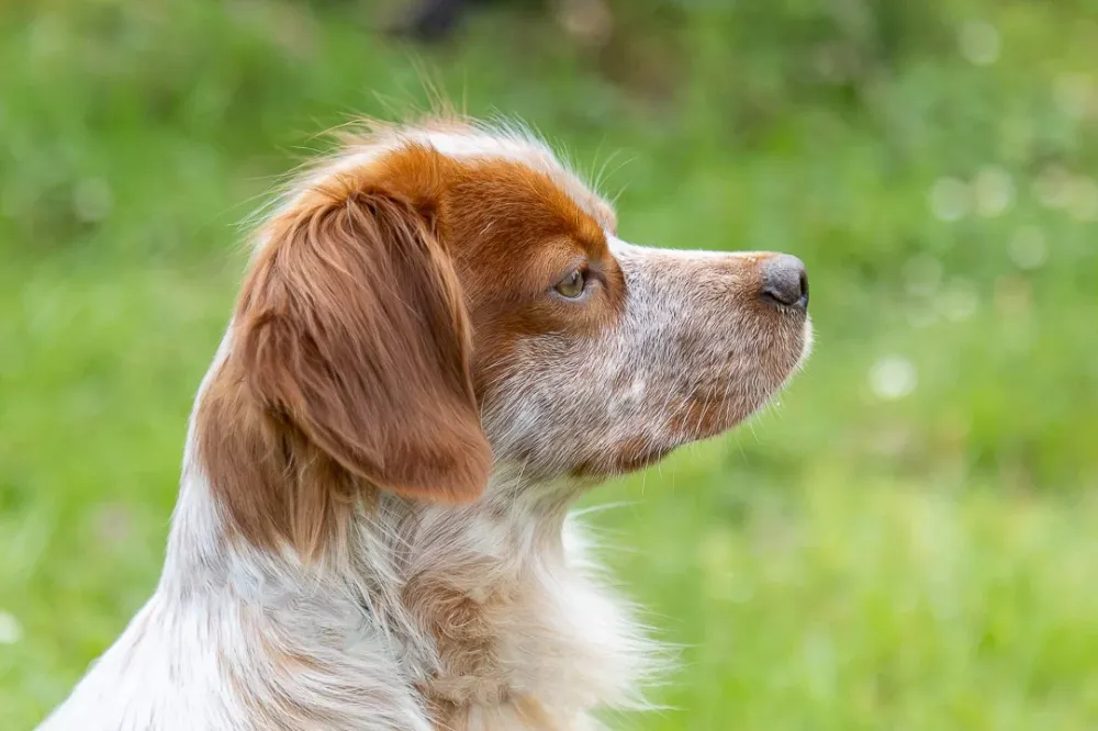 photographe animaux de compagnie près de Mauves-sur-Loire
