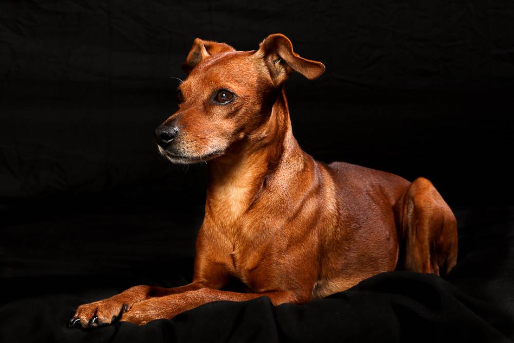 Filou-4
