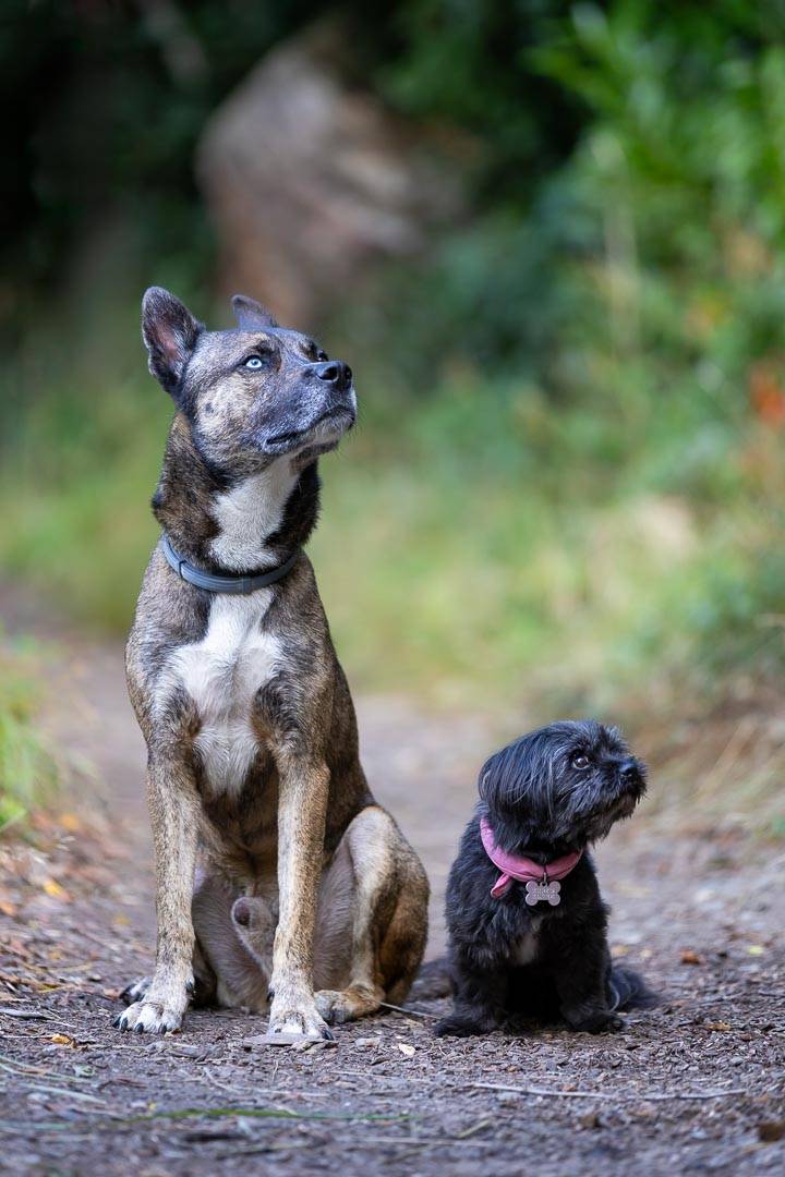 Chiens Rafiki & Gipsy-4