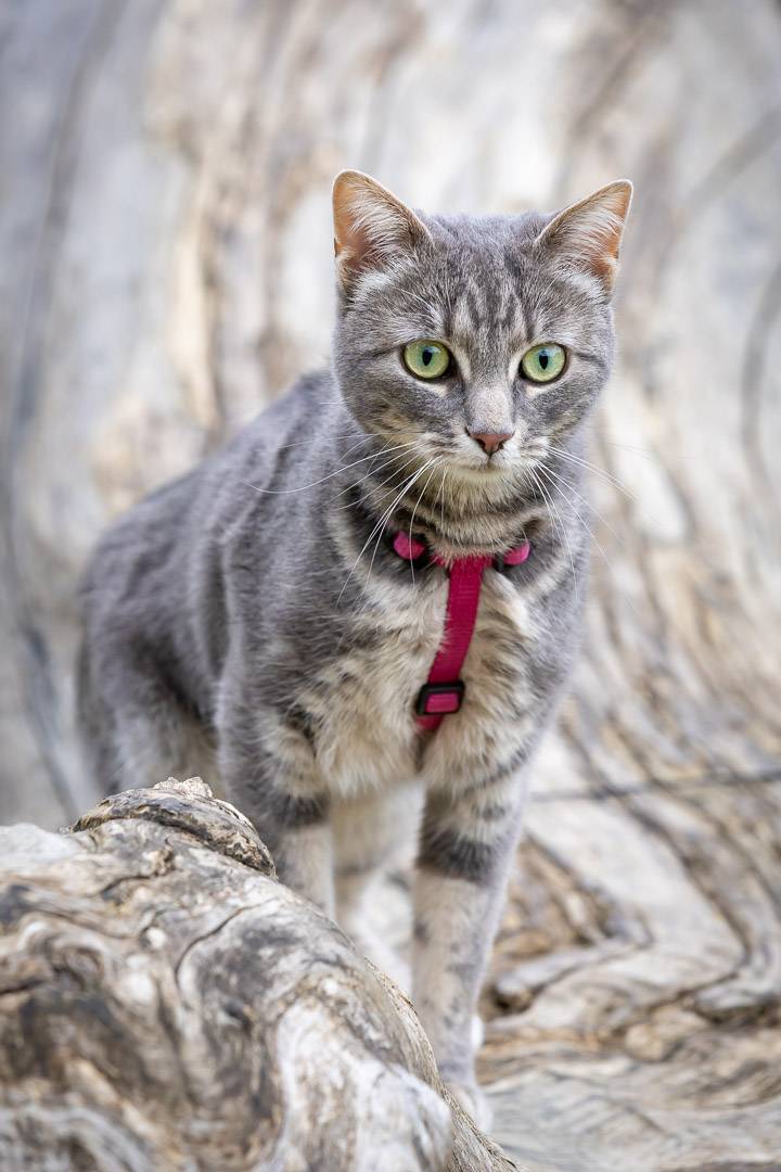 Chats-1