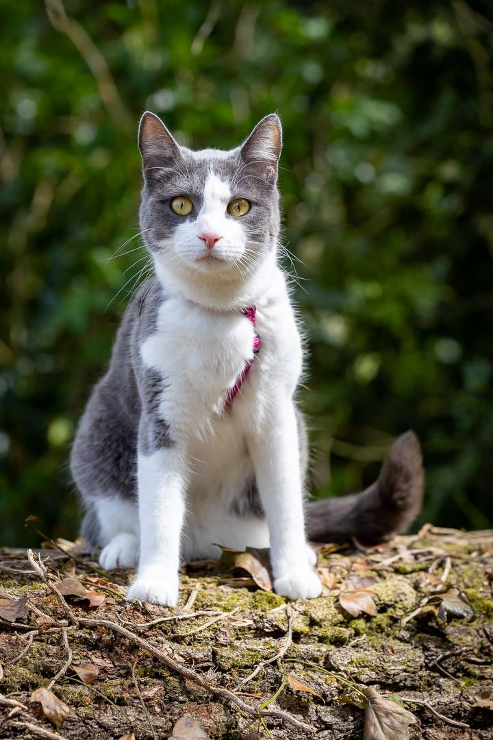 Chats-5