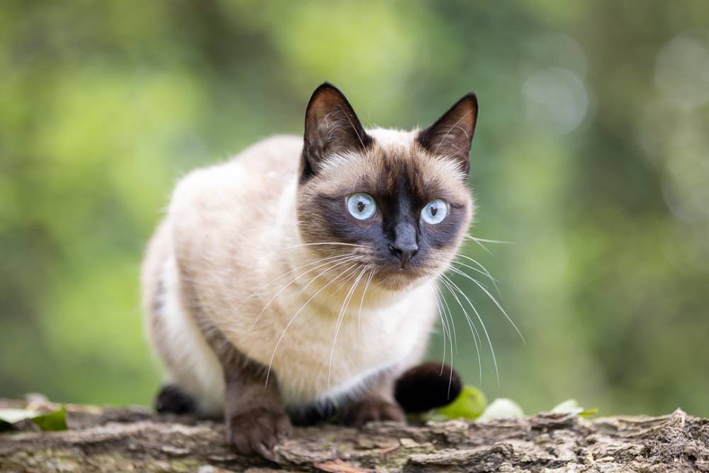 Chat Nami14