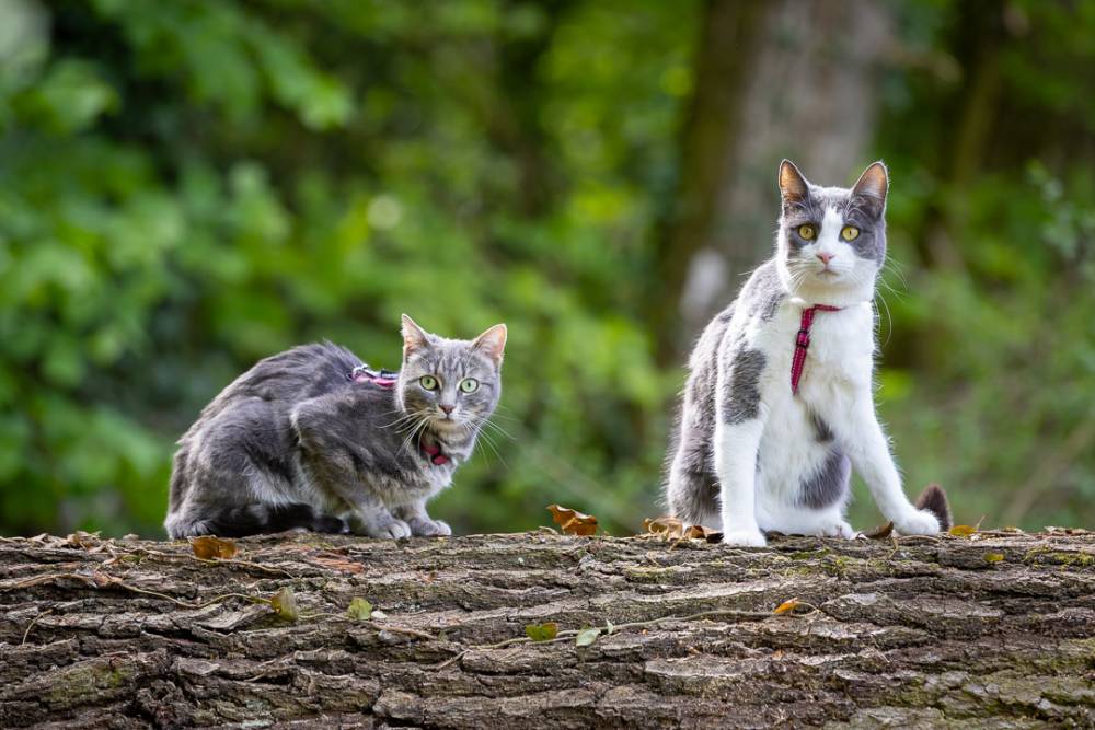 Chats-8
