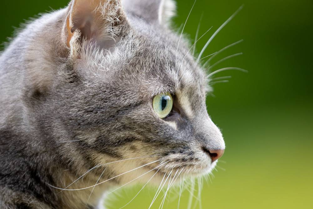 Chats-2